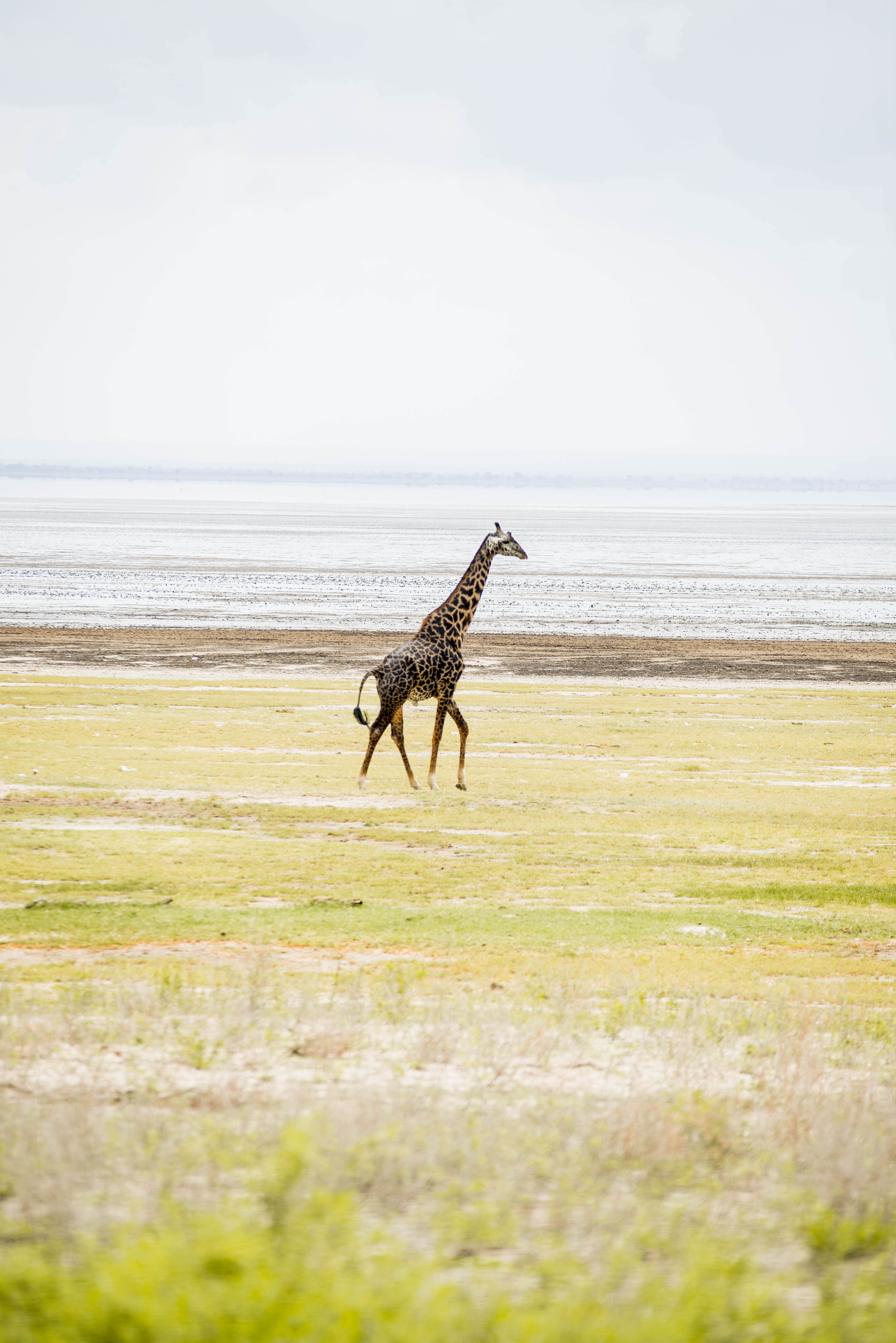 Manyara National Park